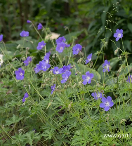 Geranium pratense 'Brookside'