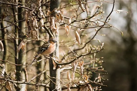 TIPPS ZUR WINTERVOGELFüTTERUNG!