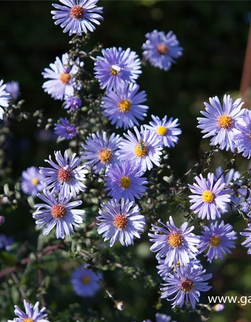 Glatte Garten-Aster 'Calliope'