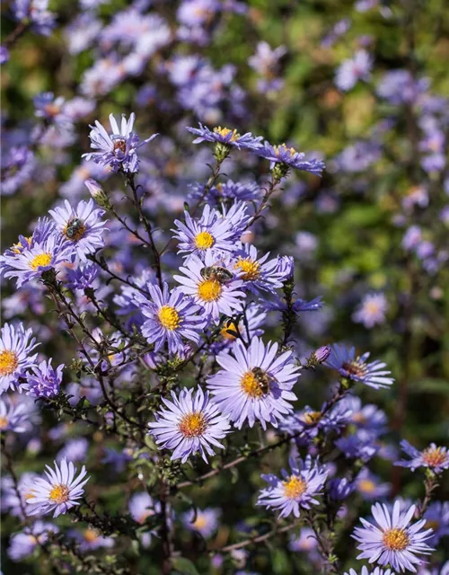 Glatte Garten-Aster 'Calliope'