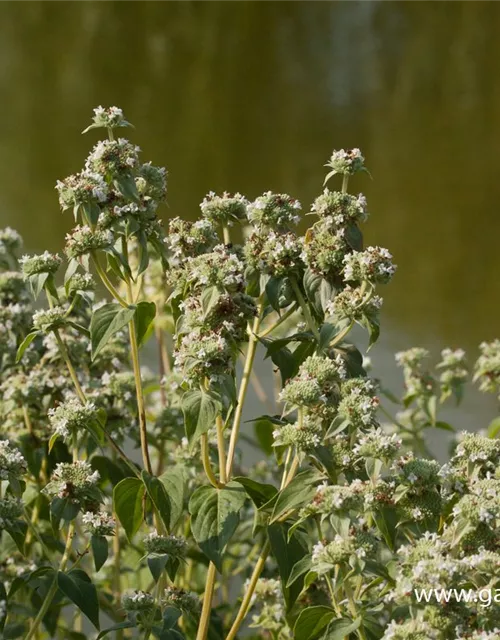 Grannenlose Scheinbergminze