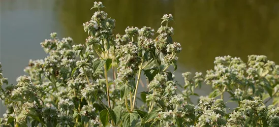 Grannenlose Scheinbergminze