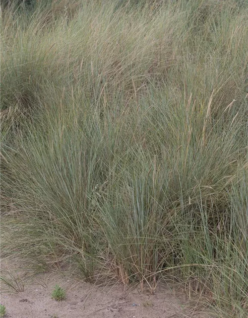 Gewöhnlicher Strandhafer