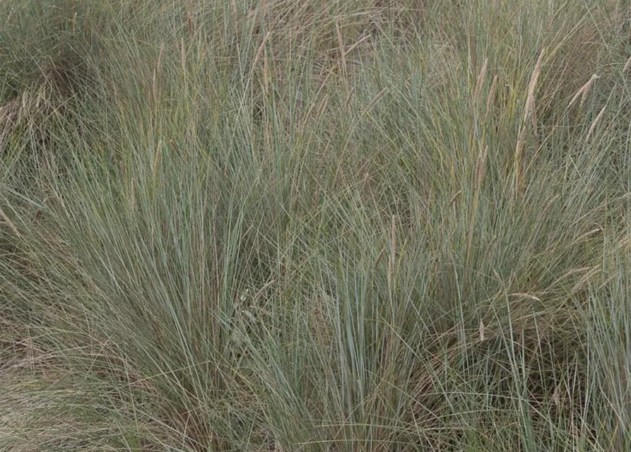 Gewöhnlicher Strandhafer