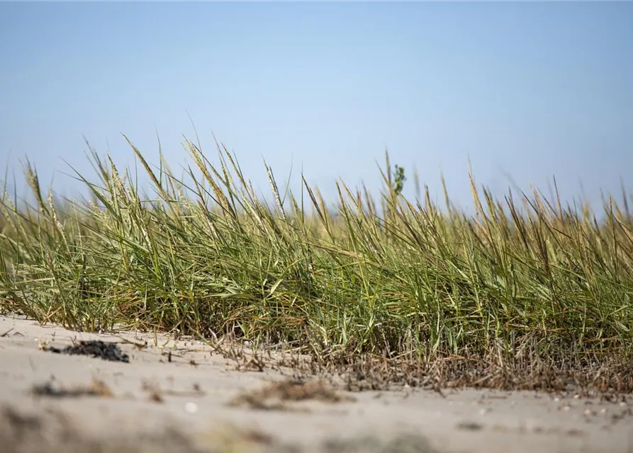 Gewöhnlicher Strandhafer