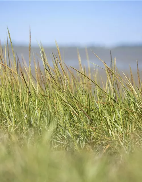 Gewöhnlicher Strandhafer