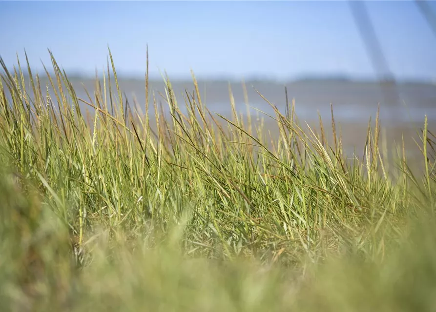 Gewöhnlicher Strandhafer