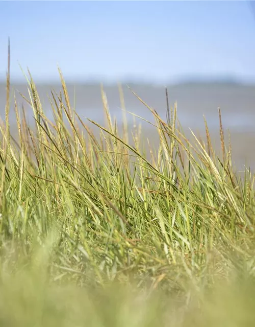 Gewöhnlicher Strandhafer