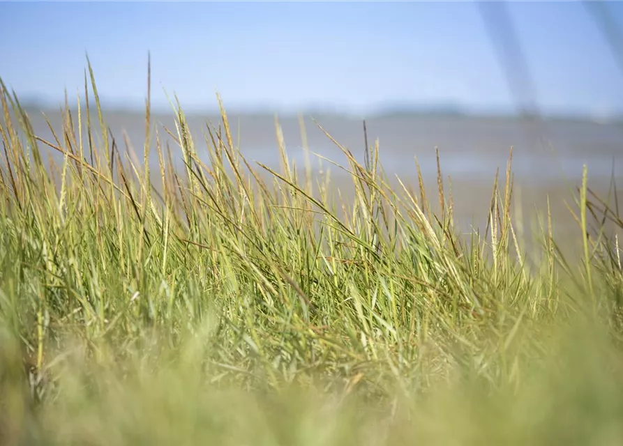 Gewöhnlicher Strandhafer