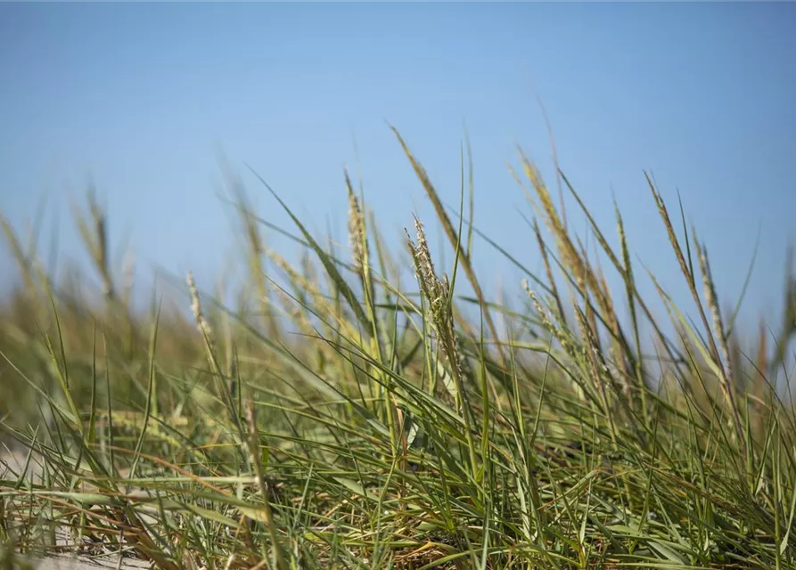 Gewöhnlicher Strandhafer