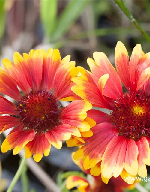 Großblumige Garten-Kokardenblume 'Fackelschein'