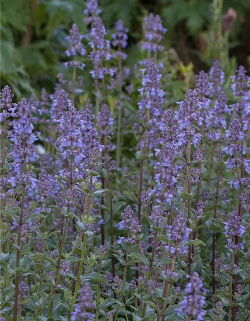 Großblütige Garten-Katzenminze