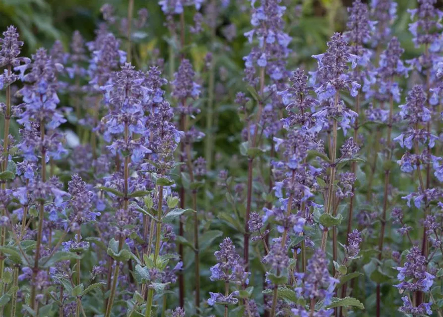 Großblütige Garten-Katzenminze