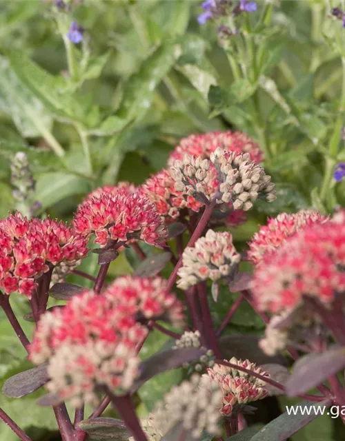 Großes Garten-Fettblatt 'Red Cauli'®