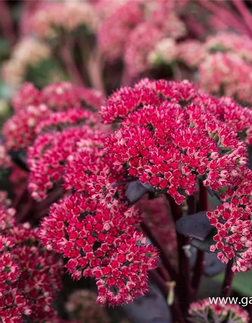 Großes Garten-Fettblatt 'Red Cauli'®