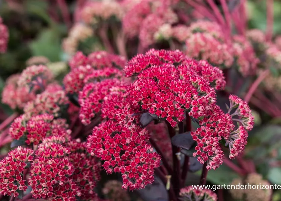 Großes Garten-Fettblatt 'Red Cauli'®