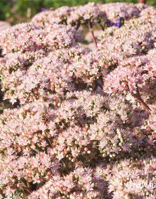 Großes Garten-Fettblatt