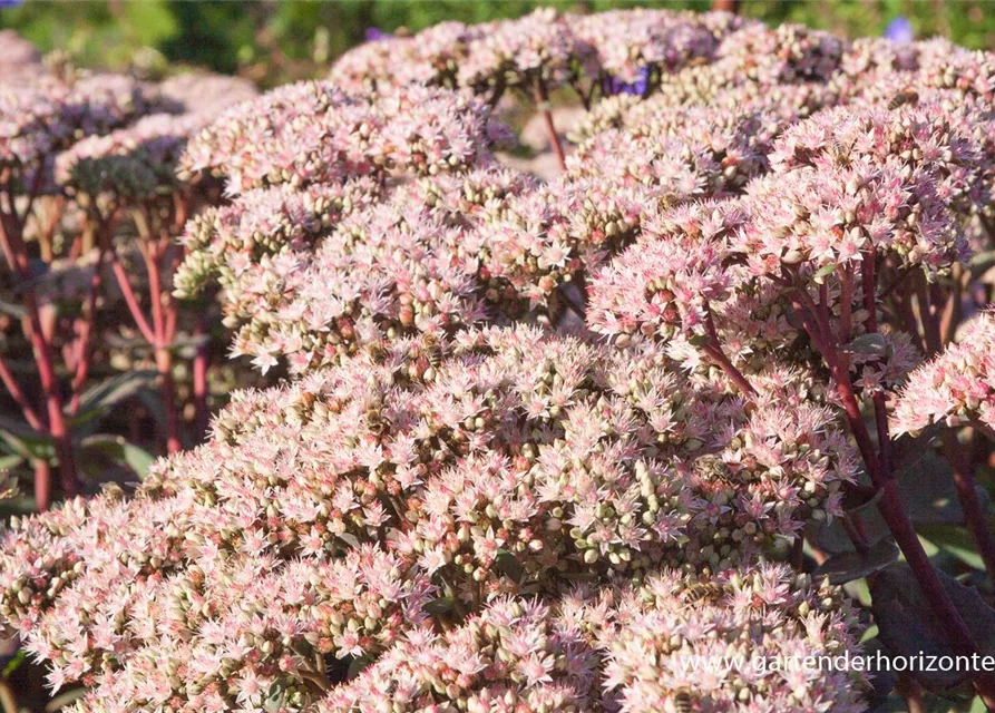 Großes Garten-Fettblatt