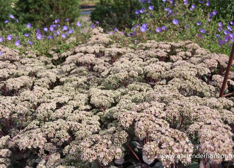 Großes Garten-Fettblatt