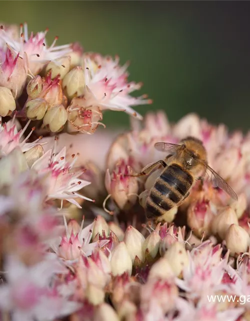 Großes Garten-Fettblatt