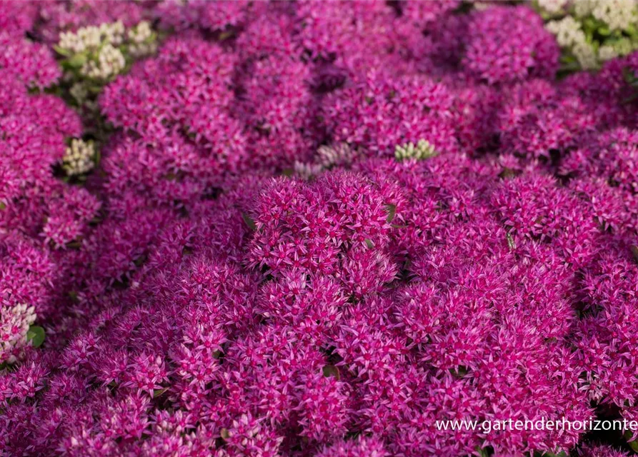 Großes Garten-Fettblatt 'Mr. Goodbud'