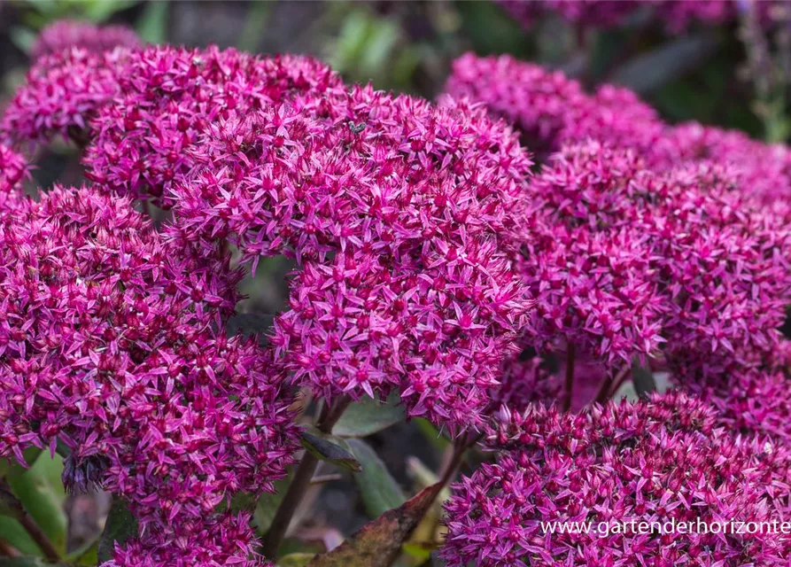 Großes Garten-Fettblatt 'Mr. Goodbud'