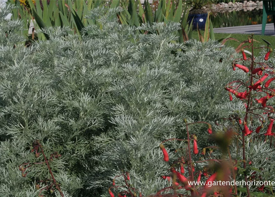 Halbstrauchiger Garten-Wermut 'Powis Castle'