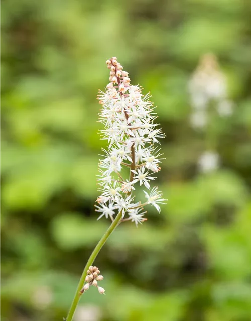 Herzblättrige Schaumblüte