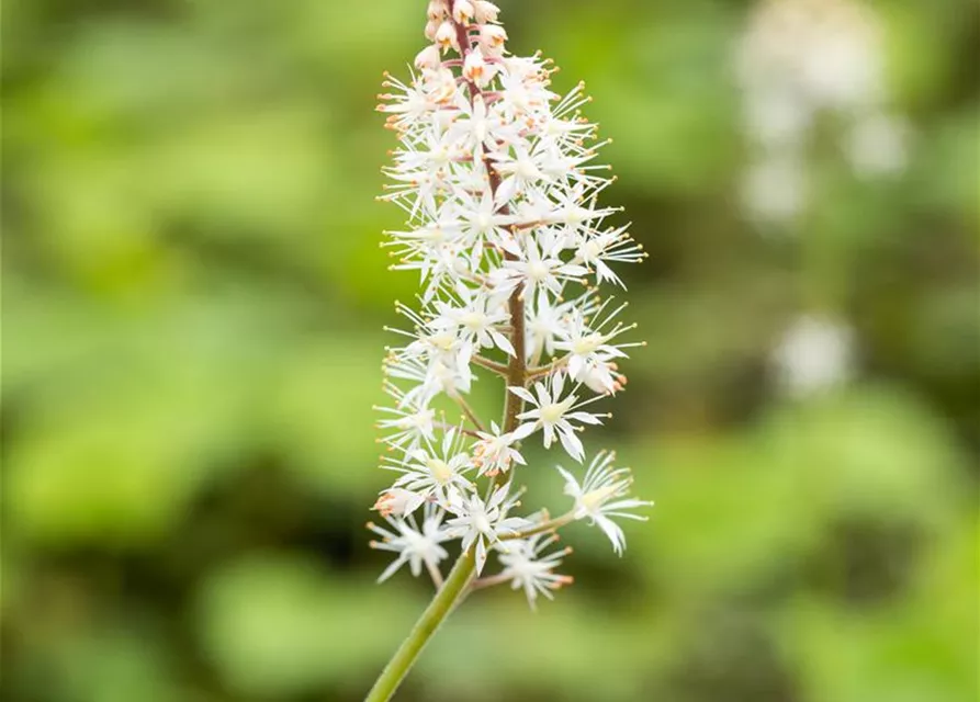 Herzblättrige Schaumblüte