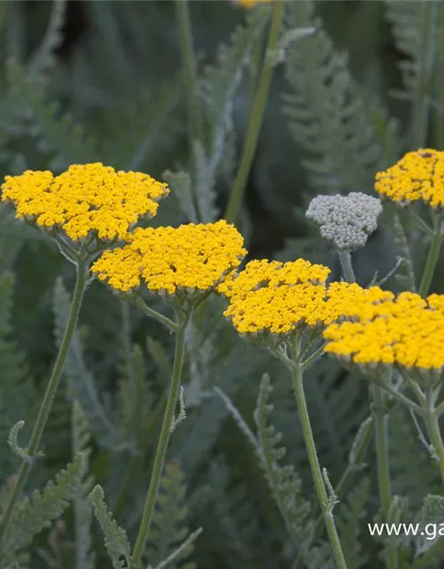 Hohe Garten-Gold-Garbe 'Coronation Gold'