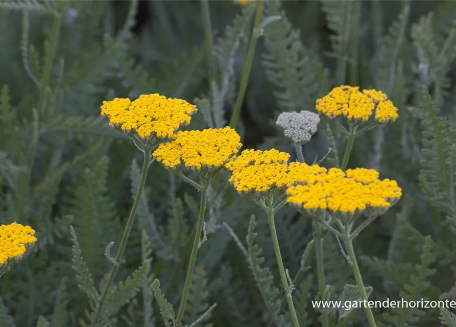 Hohe Garten-Gold-Garbe 'Coronation Gold'