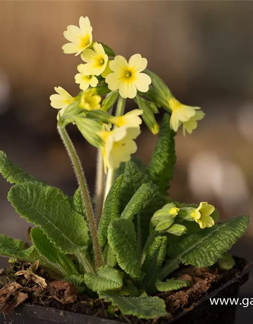 Hohe Schlüsselblume