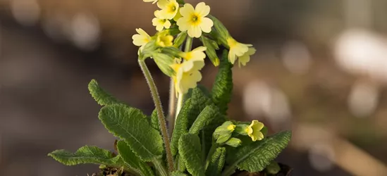 Hohe Schlüsselblume