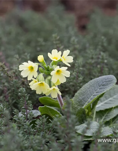 Hohe Schlüsselblume