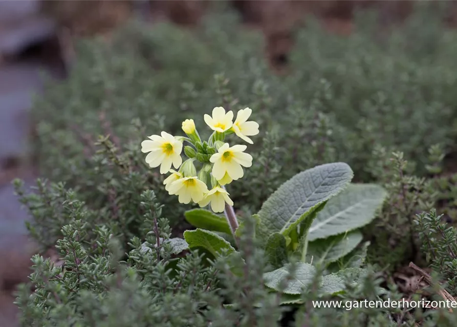 Hohe Schlüsselblume