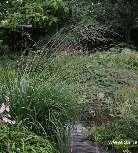 Hohes Garten-Pfeifengras 'Karl Foerster'