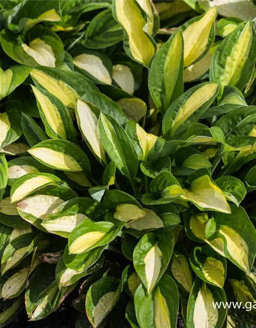 Hosta x fortunei 'Gypsy Rose'