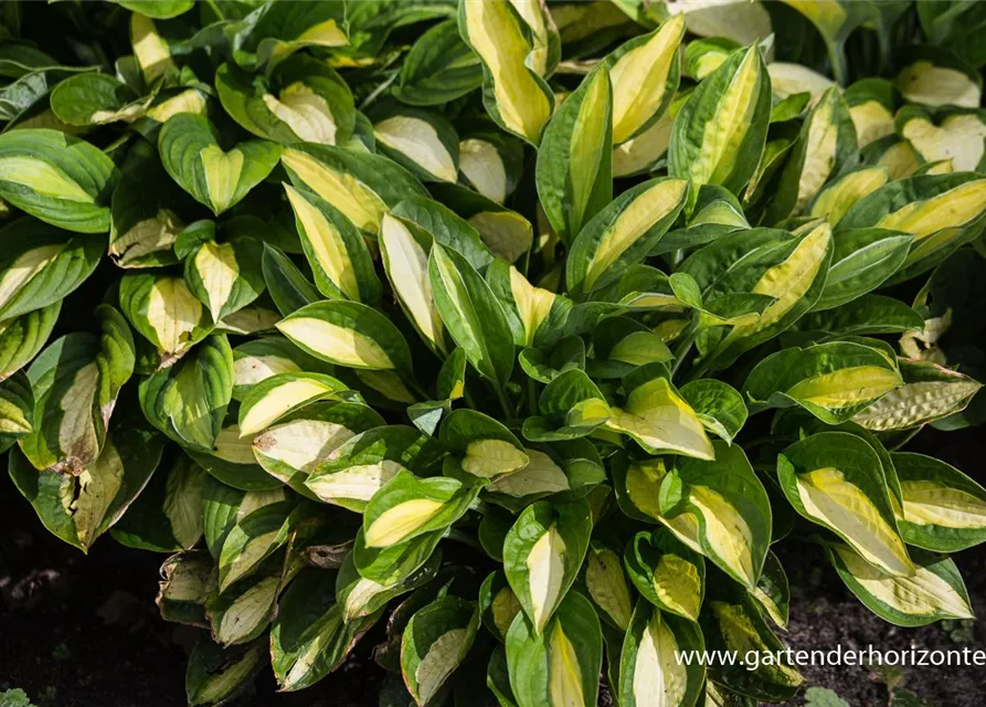 Hosta x fortunei 'Gypsy Rose'