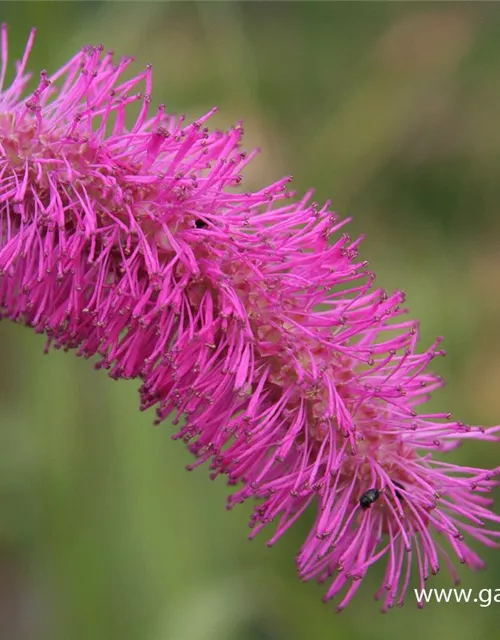 Japanischer Wiesenknopf