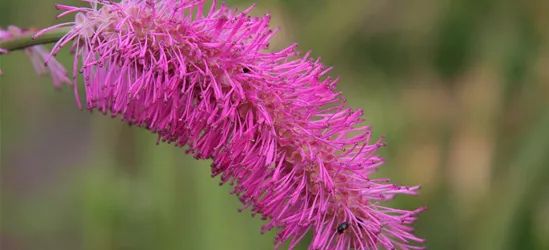 Japanischer Wiesenknopf