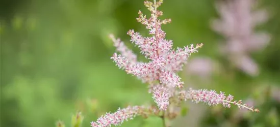 Kahle Garten-Prachtspiere 'Hennie Graafland'