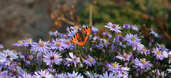 Kissen-Aster