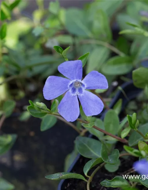 Kleinblättriges Garten-Immergrün 'Josefine'®