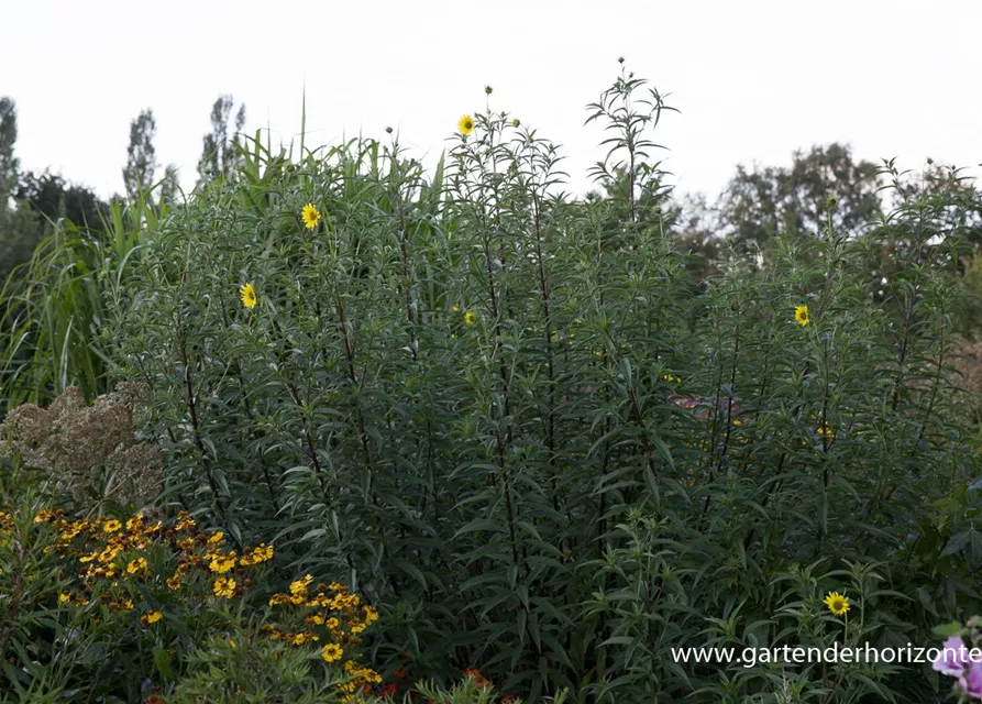 Kellermanns Sonnenblume