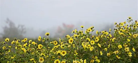 Kleinblumige Garten-Sonnenblume 'Lemon Queen'