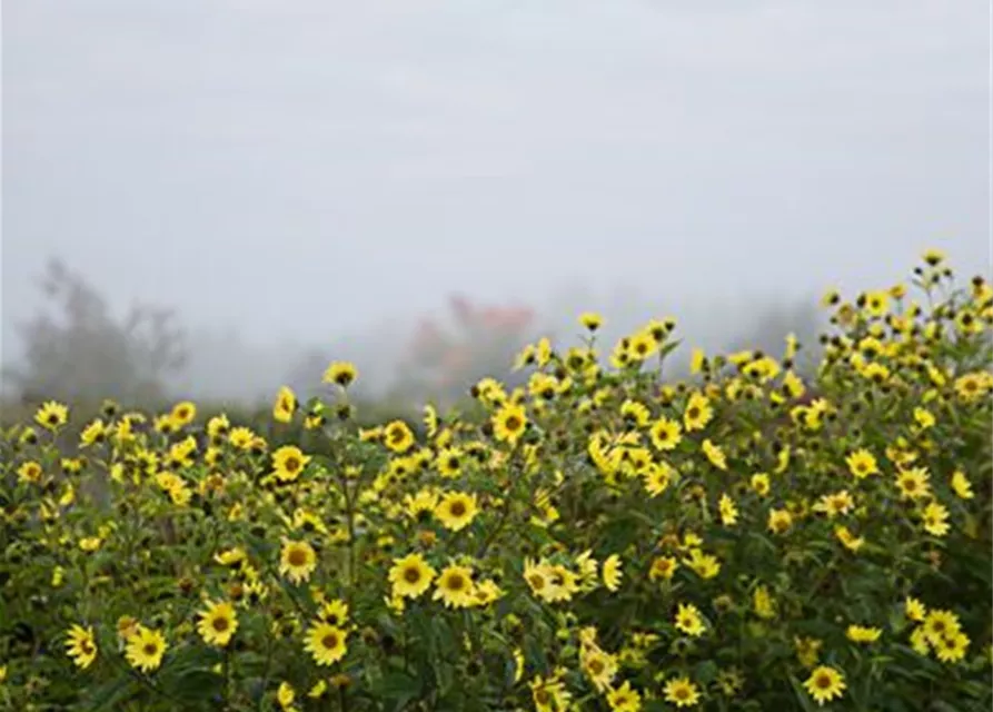 Kleinblumige Garten-Sonnenblume 'Lemon Queen'