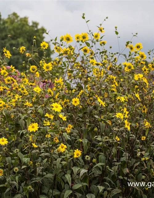 Kleinblumige Stauden-Sonnenblume