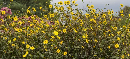 Kleinblumige Stauden-Sonnenblume