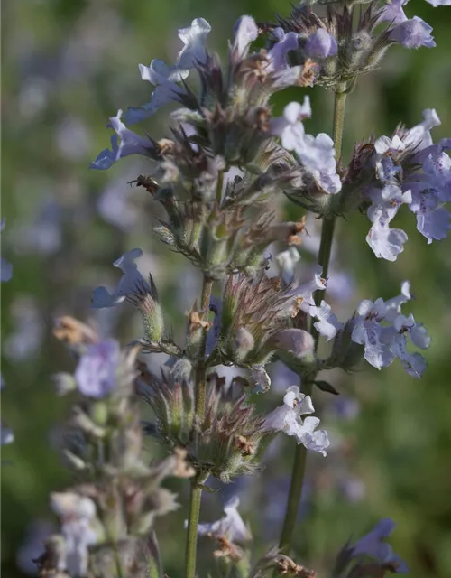 Katzenminze 'Gletschereis'