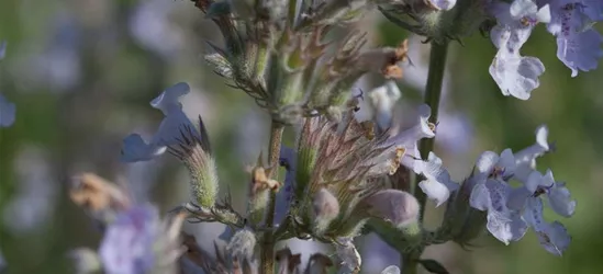 Katzenminze 'Gletschereis'